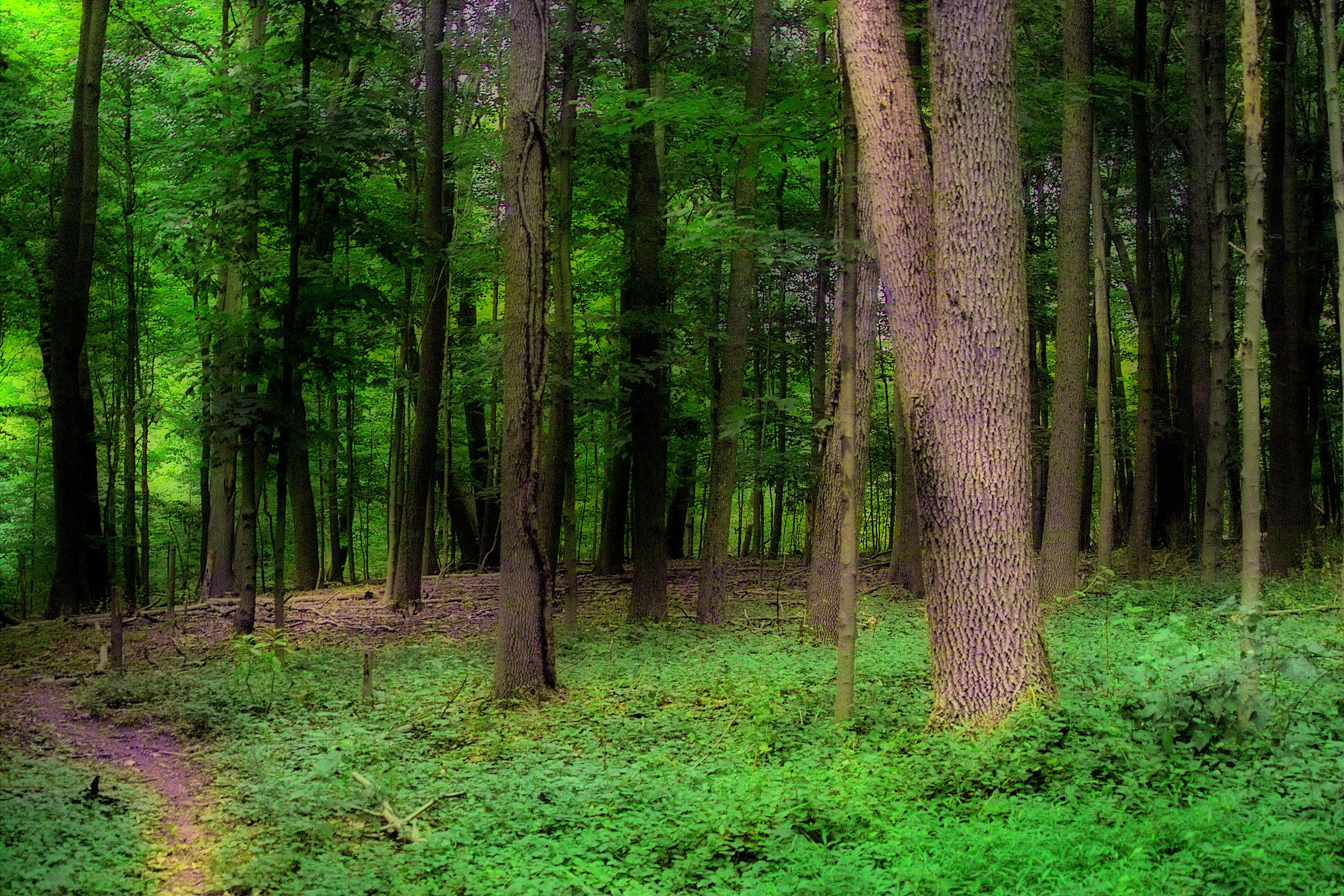 in the woods (Orton Effect)