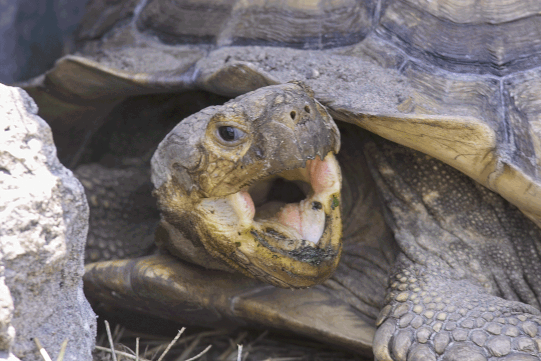 tortoise
