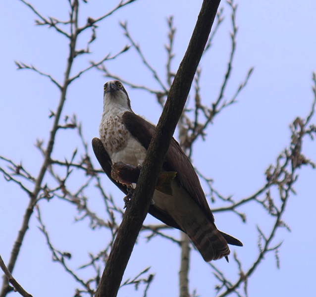 Osprey_female