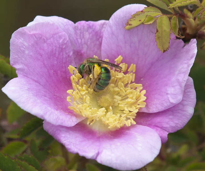 emerald bee