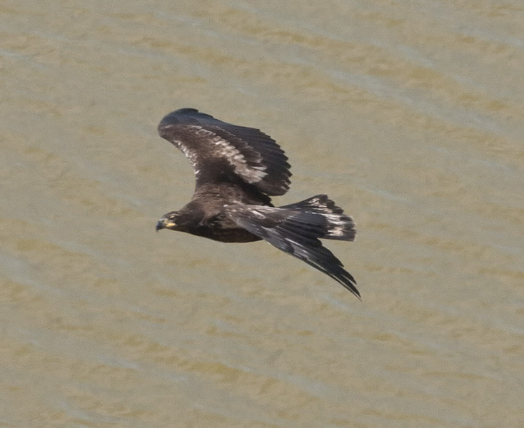eagle