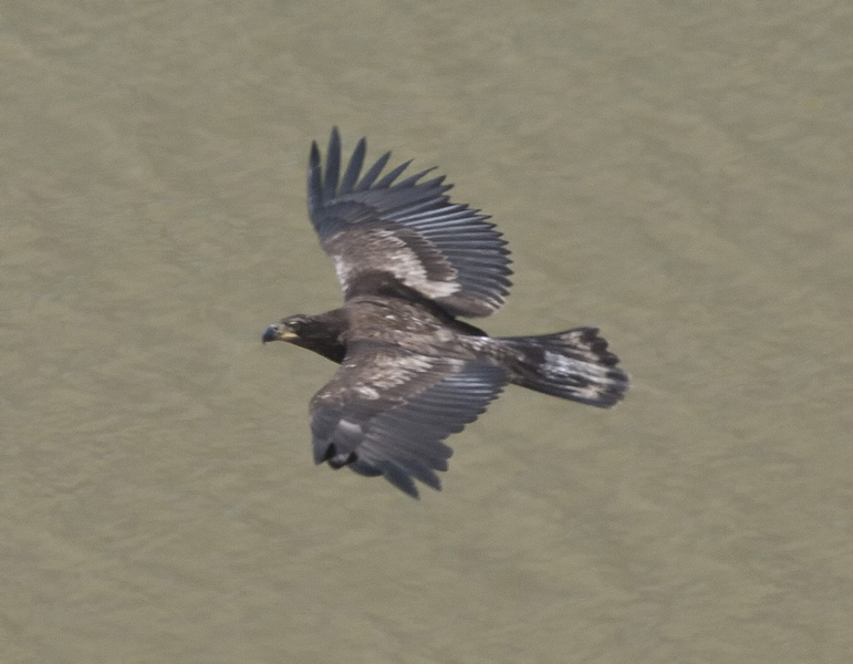 eagle