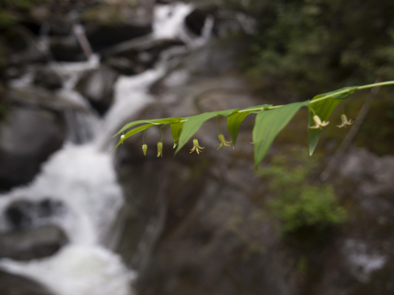 marten creek
