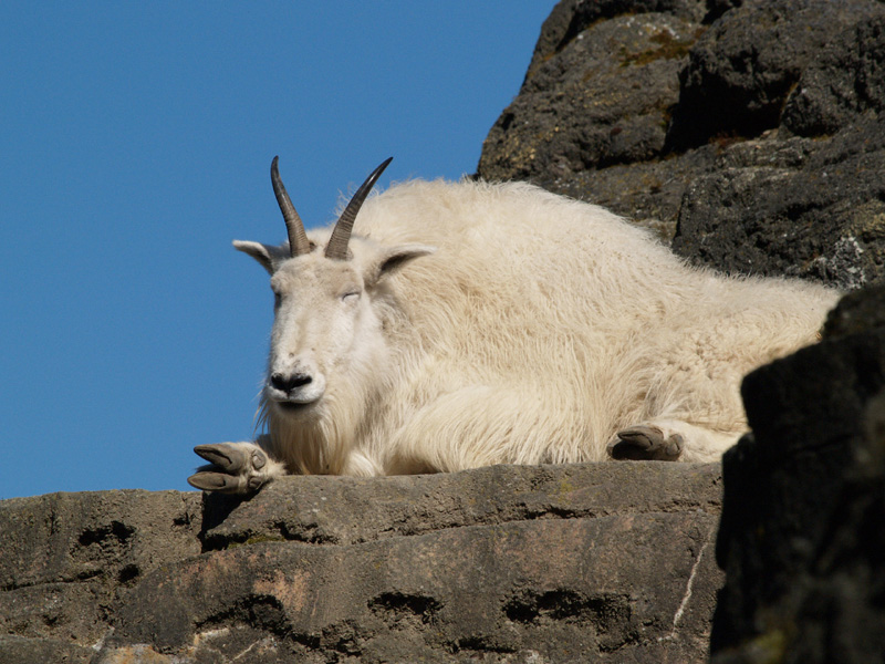 Mountain Goat