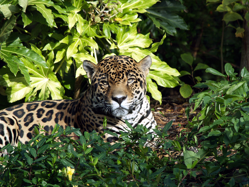 Jaguar