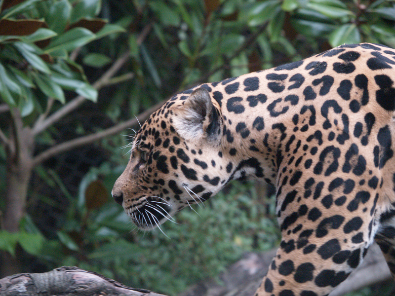 Jaguar