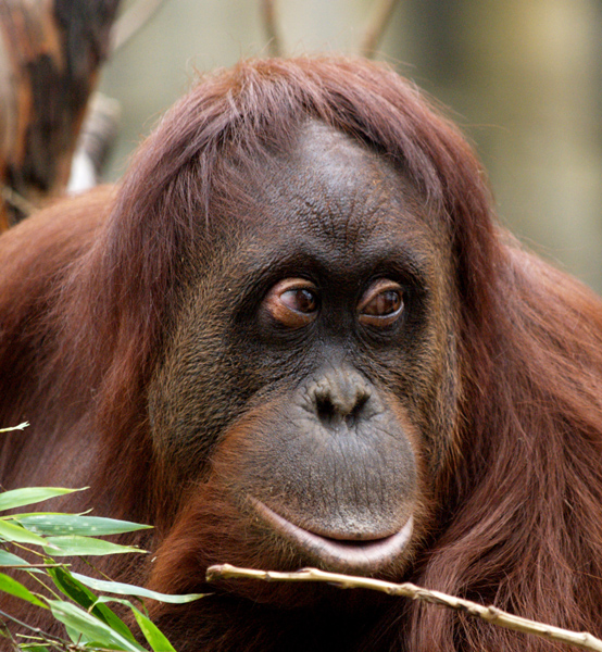 Orangutan