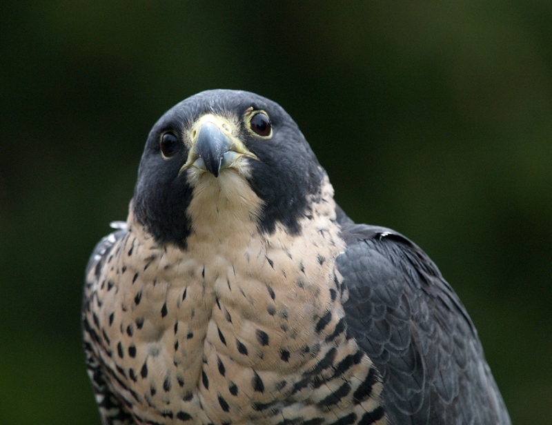 Falcon