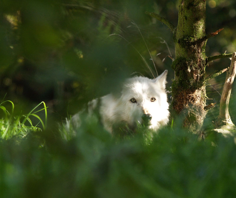 Wolf