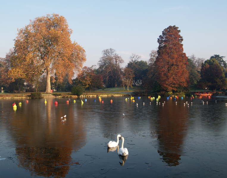Swans and Chihuly