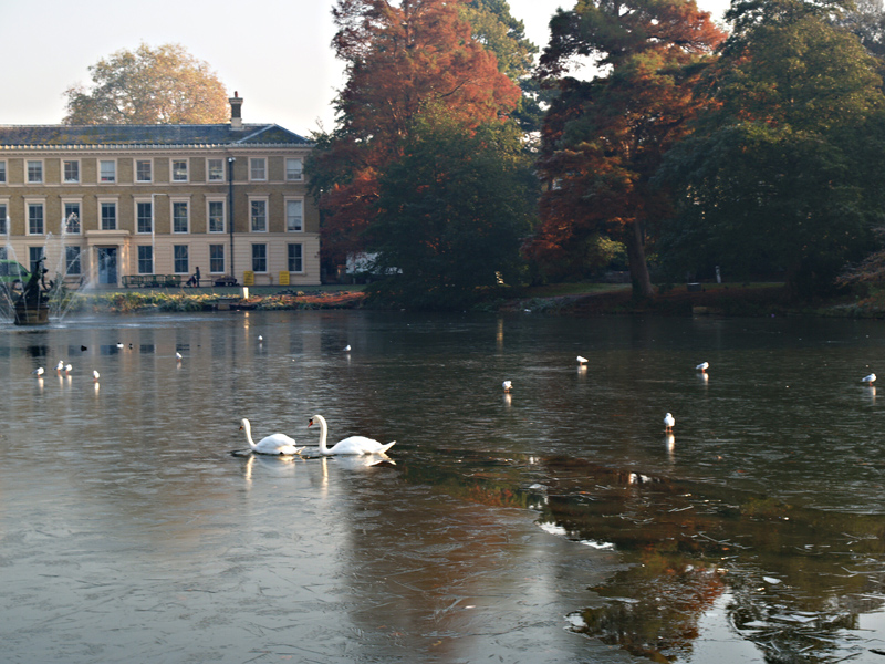 Swans leaving a trail