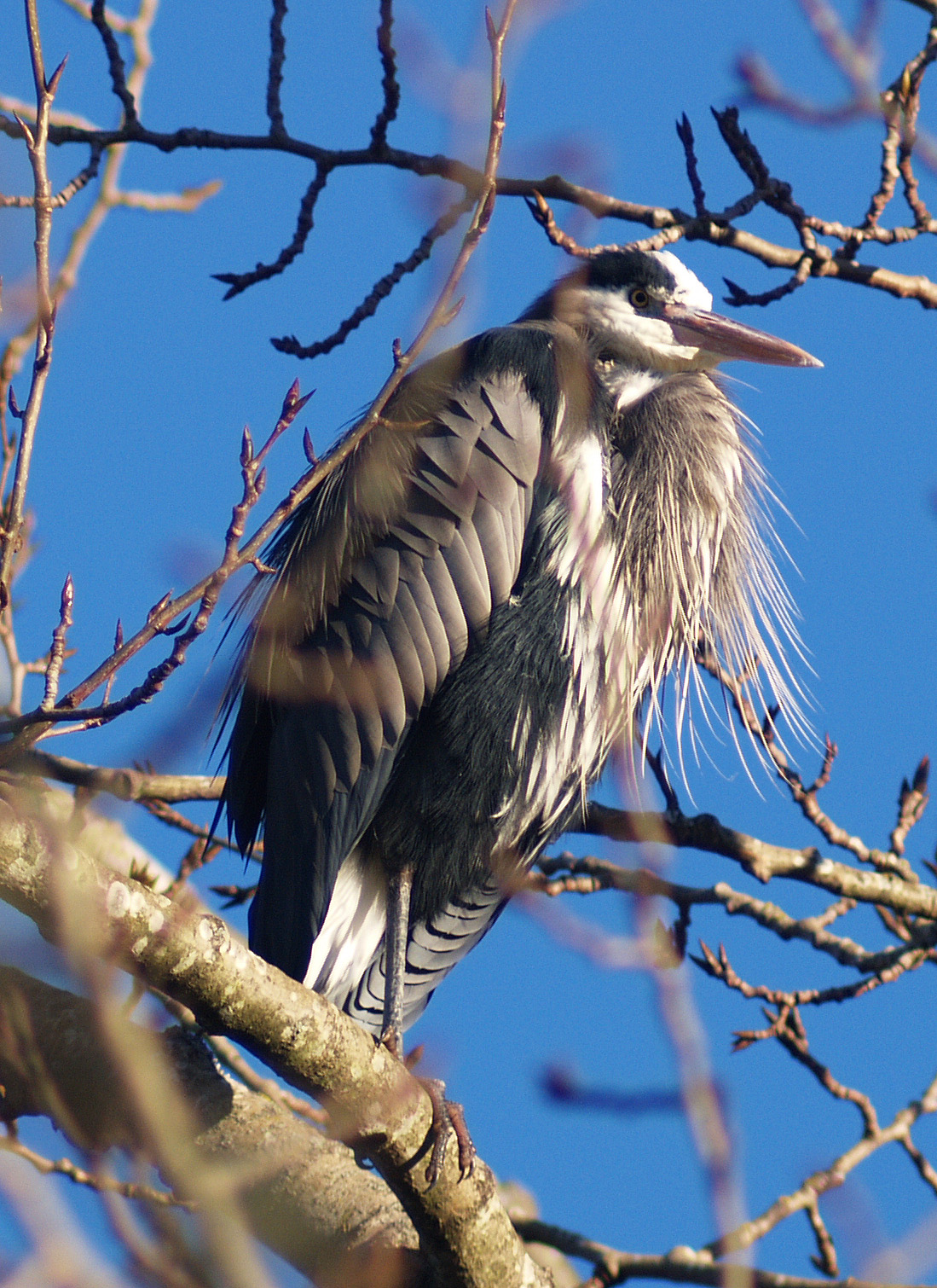 Great Blue Heron