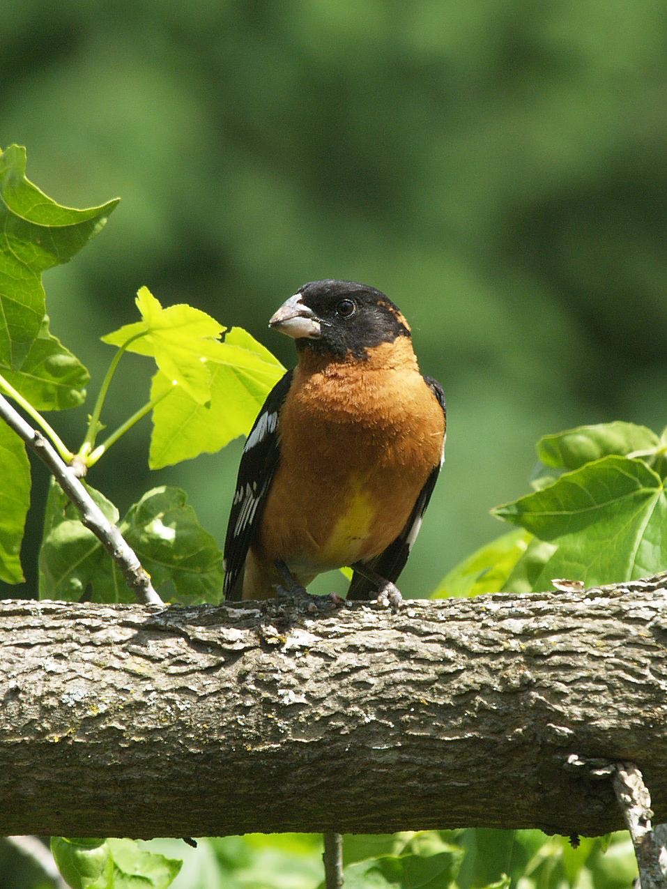 Black Headed GrosBeak