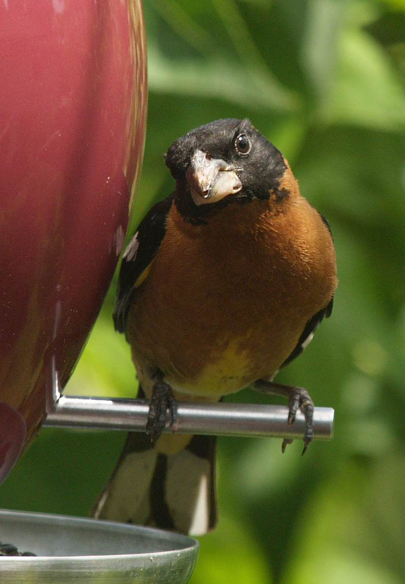Black Headed GrosBeak