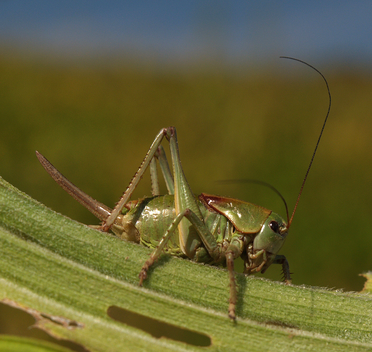 Grasshopper