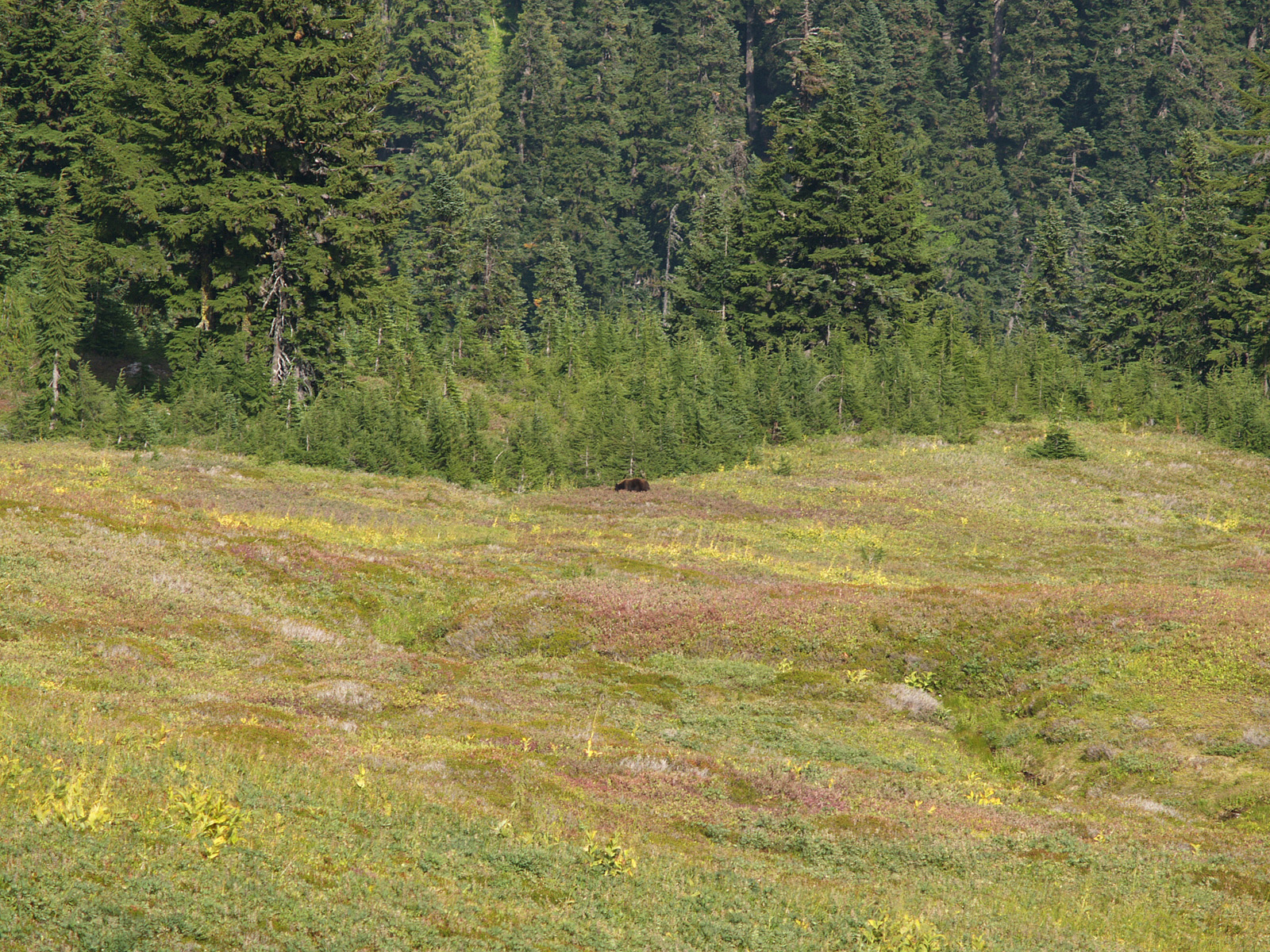 Black Bear