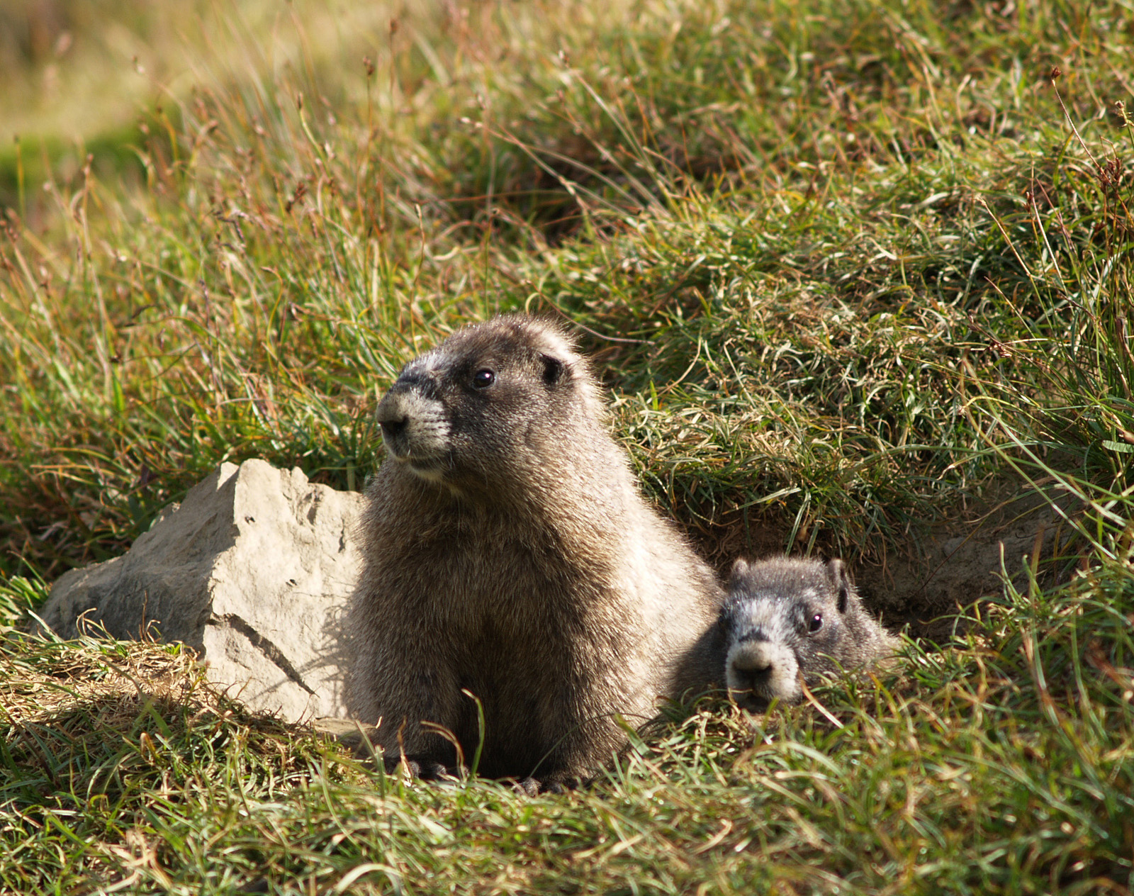 Marmots