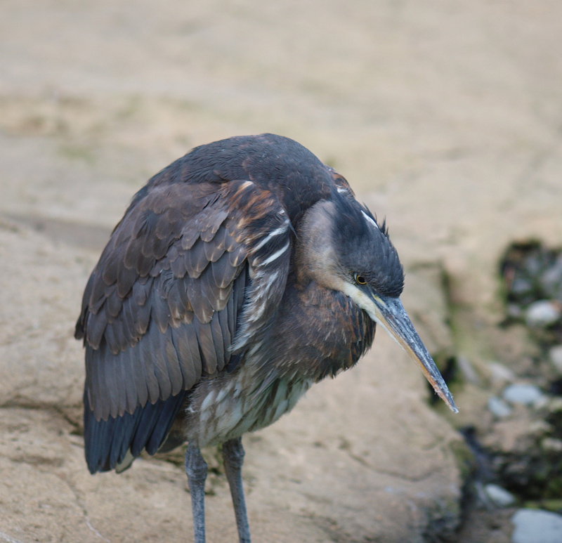 Great Blue Heron
