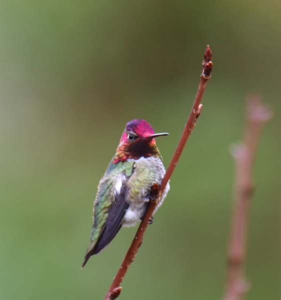Hummingbird