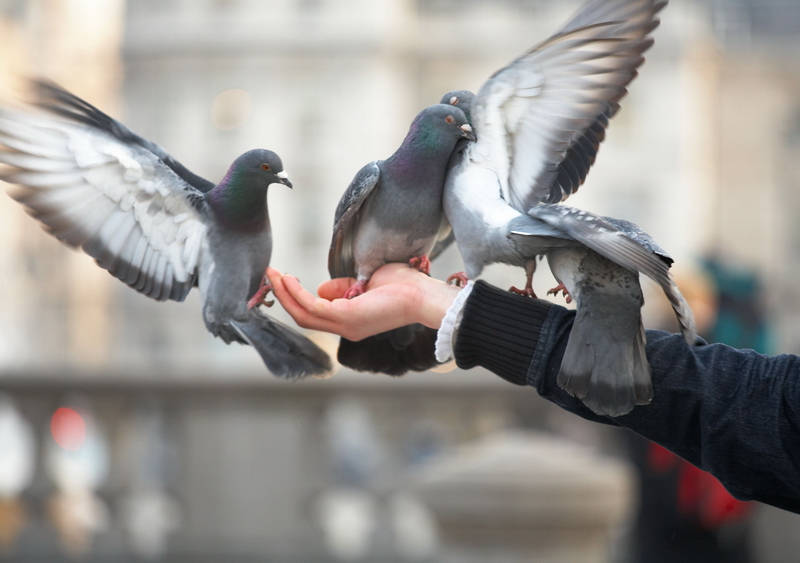 London Trafalgar Square Pigeons