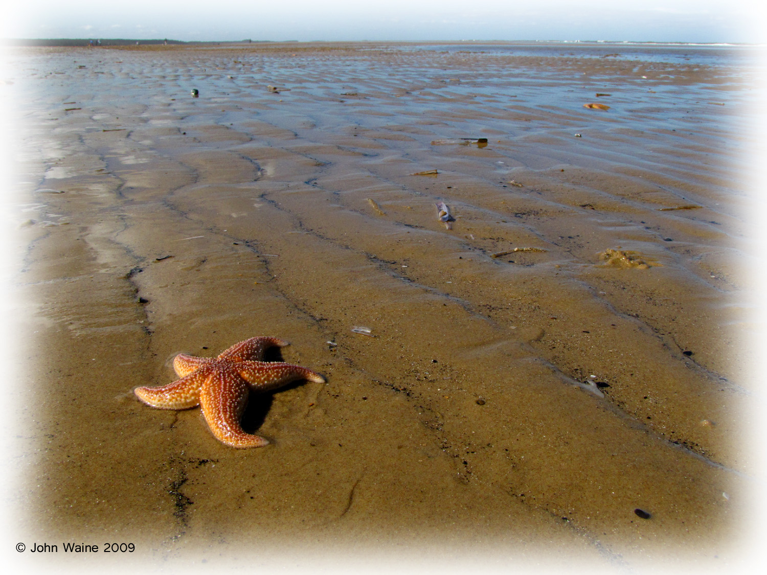 Sandy Shore Star