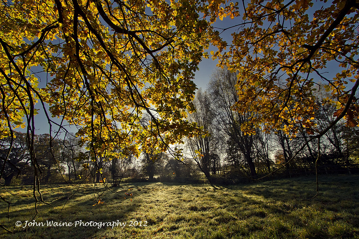 Autumn Under The Old Oak Tree