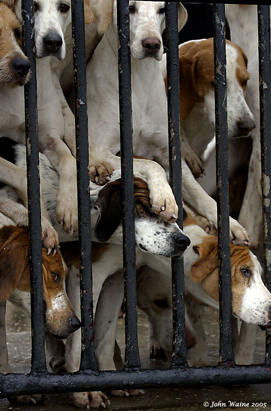 20051226 Foxhounds