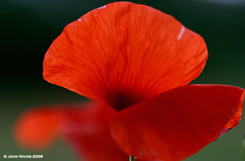 Sharons Poppies