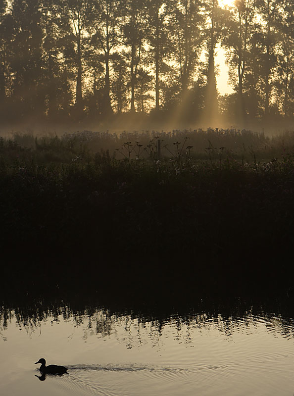 Early Morning Traffic On The River