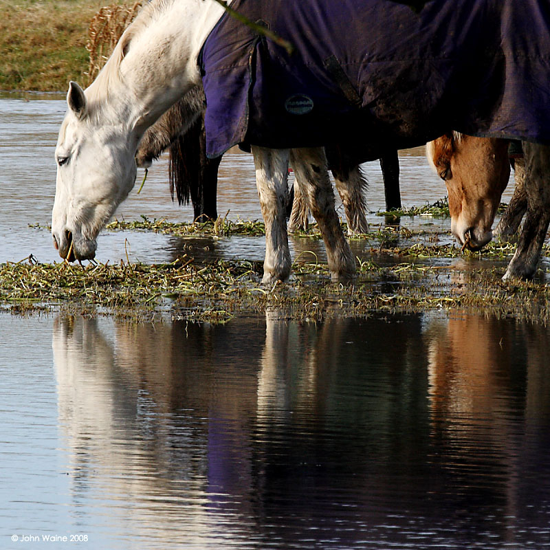 Winter Grazing