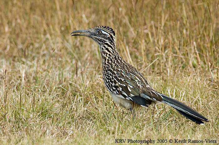 DSC_2999_Roadrunner_web.jpg