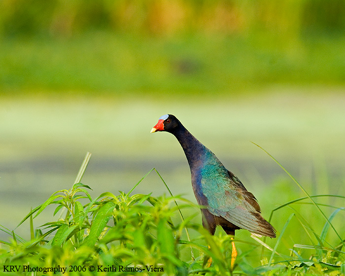 _KRV0414 Purple Gallinule.jpg