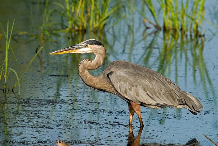 _KRV0466 Great Blue Heron.jpg