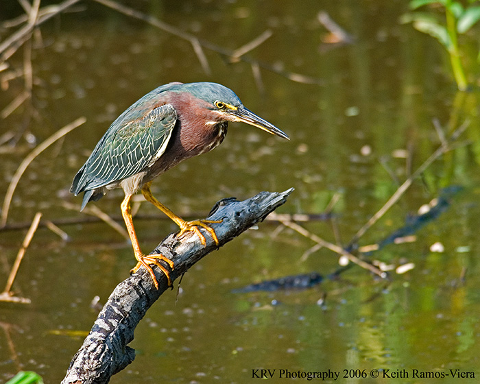 _KRV0488 Green Heron.jpg