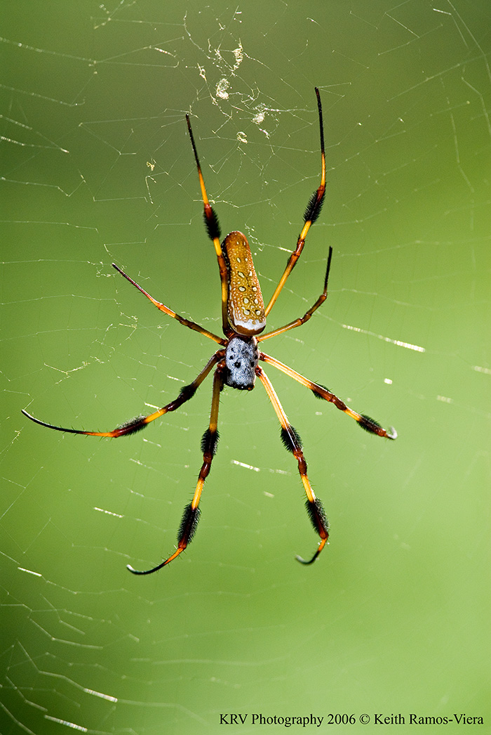 _KRV0495 Golden Silk Orb-weaver.jpg