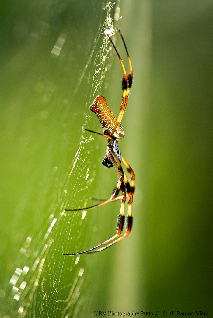 _KRV0506 Golden-silk Orb-weaver.jpg