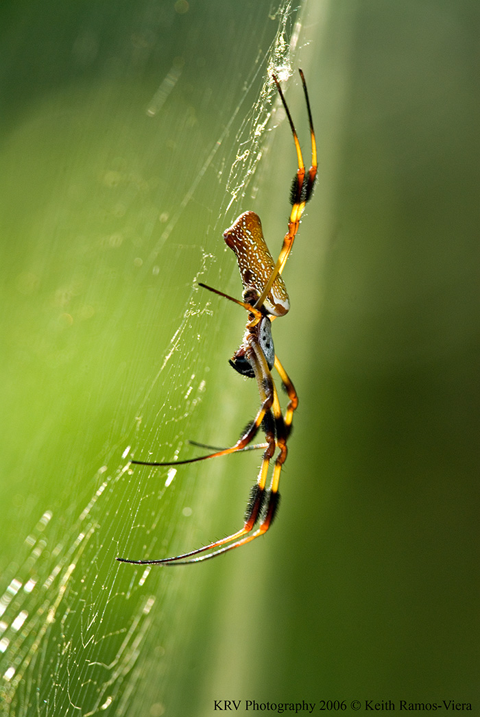 _KRV0508 Golden-silk Orb-weaver.jpg
