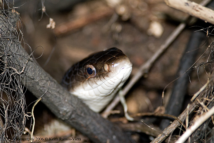 _KRV0515 Texas Rat Snake.jpg