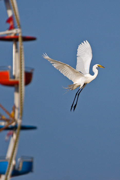 Great Egret