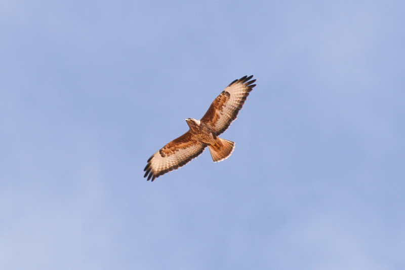 Steppe Buzzard - Buteo buteo vulpinus