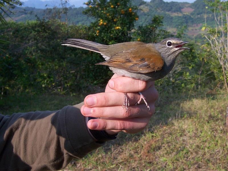 Brown-backed Solitaire - Myadestes occidentalis