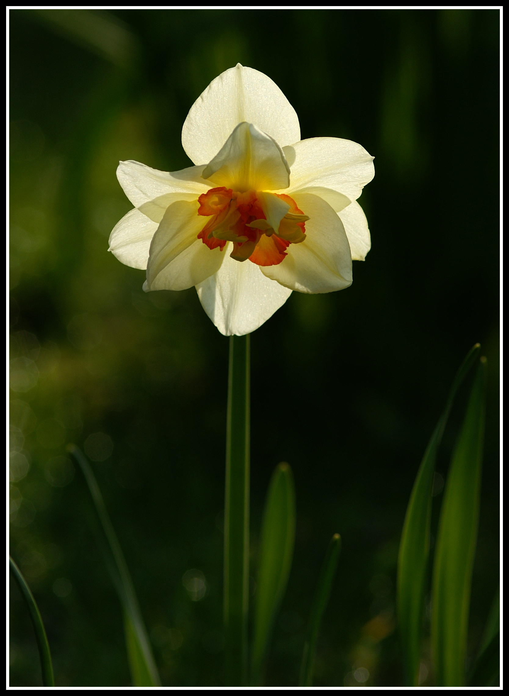 Backlit daffodil 1.jpg