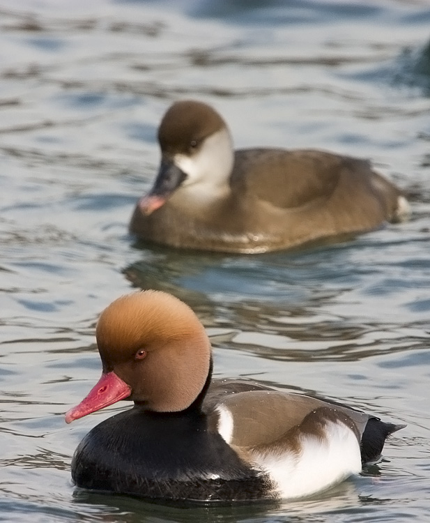 CRW_0562-PB.jpg