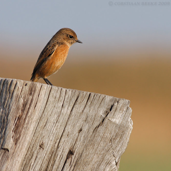 Roodborsttapuit / Stonechat