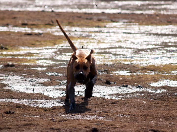 Here comes Leo!