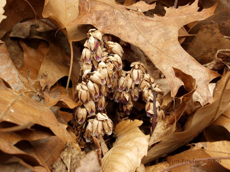 Pigmy Pipes group just poking out of the leaf litter