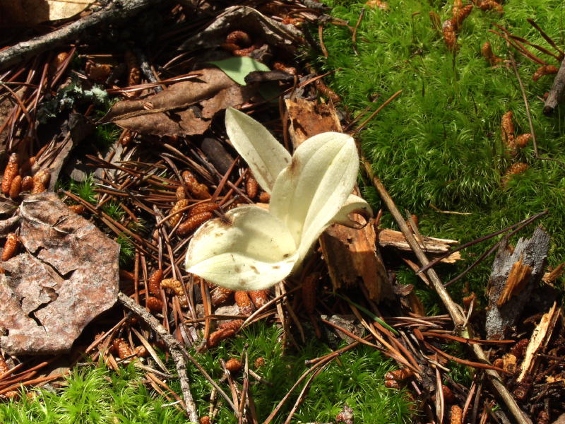 Two white Cyp. acaule plants