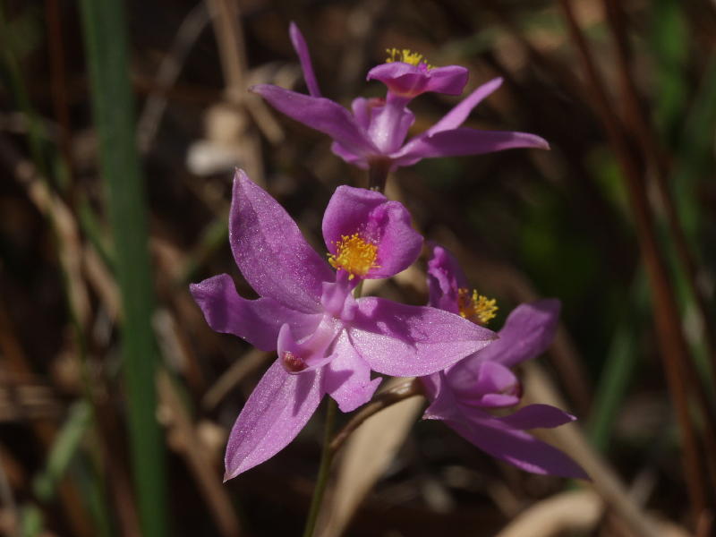 Calopogon barbatus