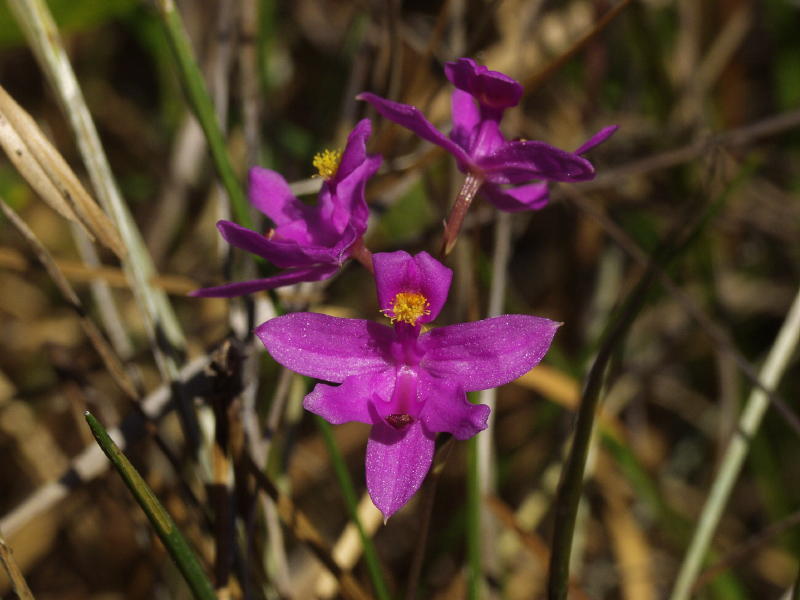 Dark magenta Calopogon barbatus