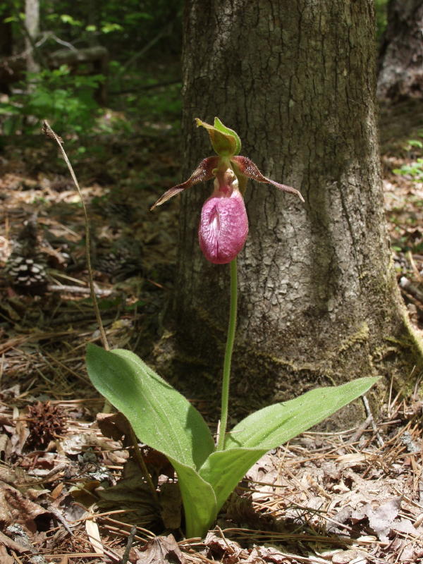 Cypripedium acaule single